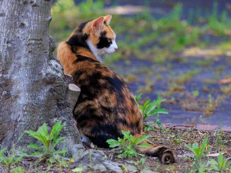 海の公園に居る三毛猫さんです。 海の公園に居る三毛猫さんです。の写真