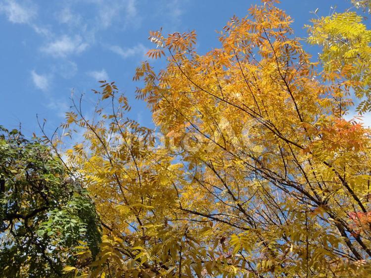 秋を告げる、クロモジの黄色い花 秋,クロモジ,黄色の写真素材