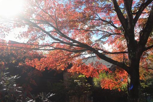 紅葉 もみじ,秋,風景の写真素材