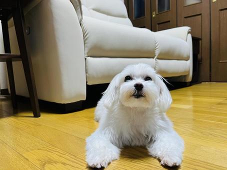 Maltese, JPG