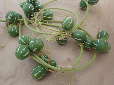 実 ハロウィン,季節,10月の写真素材