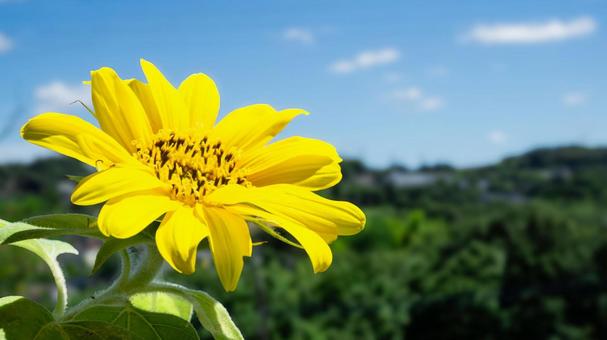 Summer image: Sunflowers blooming in the summer sky and nature, JPG