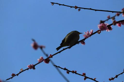 メジロ メジロの写真