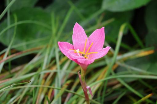 Photo, pink color, petal, zephyrinus, 