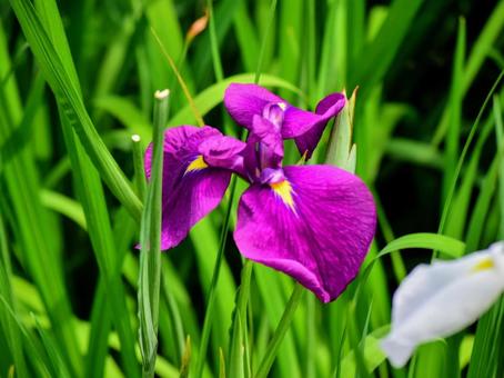 花菖蒲(霧ヶ峰) 花菖蒲(霧ヶ峰)の写真