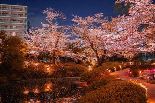 毛利庭園の夜桜池 夜桜,桜,ライトアップの写真素材