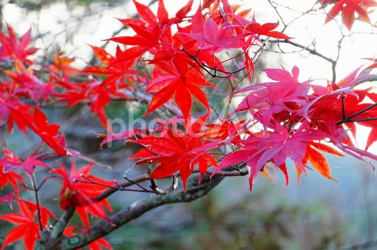 京都　故郷の紅葉　もみじの枝 秋,晩秋,自然の写真素材