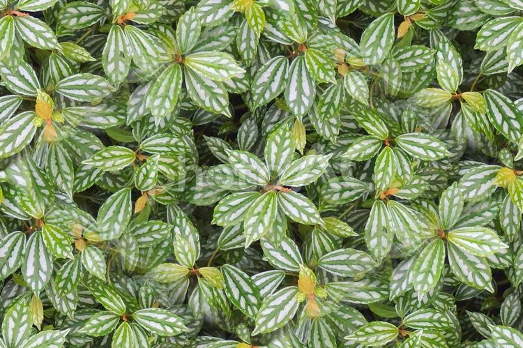 斑入りの葉の背景素材（シームレス） 葉,斑入り,シームレスの写真素材