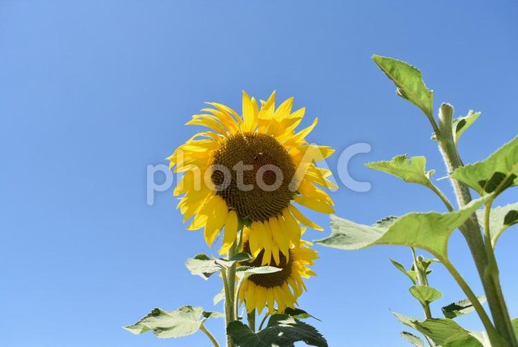 サンタ・クルスのひまわり ひまわり,ひまわり畑,サンタ・クルスの写真素材