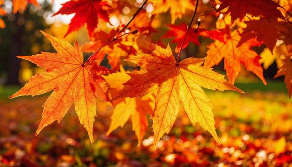 紅葉の公園の風景写真素材 紅葉の公園の風景写真素材の写真