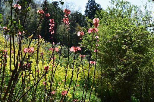 大葉紅柏と菜の花 大葉紅柏と菜の花の写真
