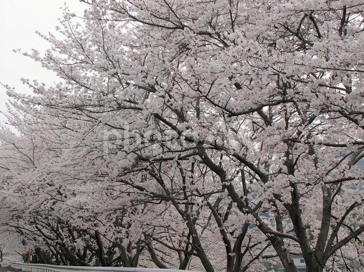 【桜の写真】桜が咲く風景 桜,さくら,サクラの写真素材
