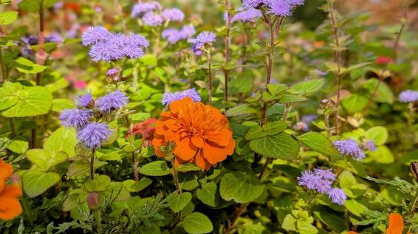 オレンジ色のマリーゴールド オレンジ,マリーゴールド,花の写真素材