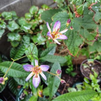 ホトトギス「青峰」2輪の咲く姿 ホトトギス,青峰,山野草の写真素材