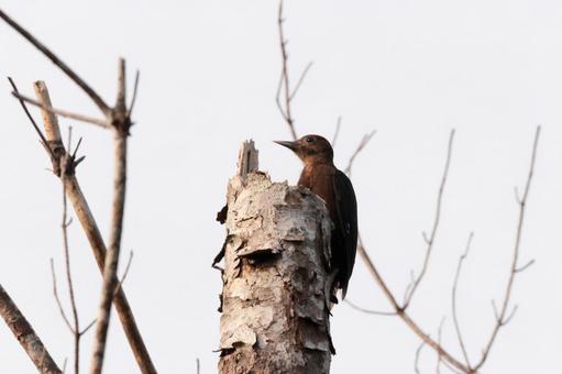 ノグチゲラの若鳥 やんばるの森 ノグチゲラの若鳥 やんばるの森の写真