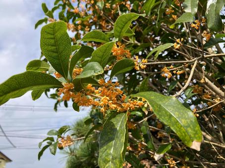 キンモクセイの花 キンモクセイ,金木犀,自然の写真素材
