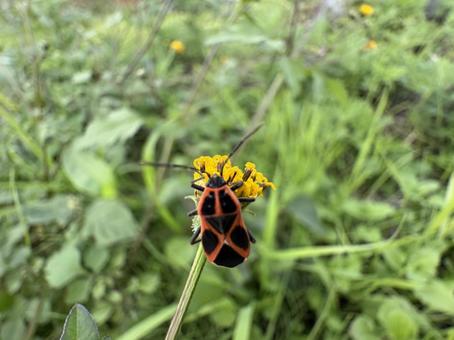 ジュウジナガカメムシ 03 十字長亀虫,ジュウジナガカメムシ,花の写真素材