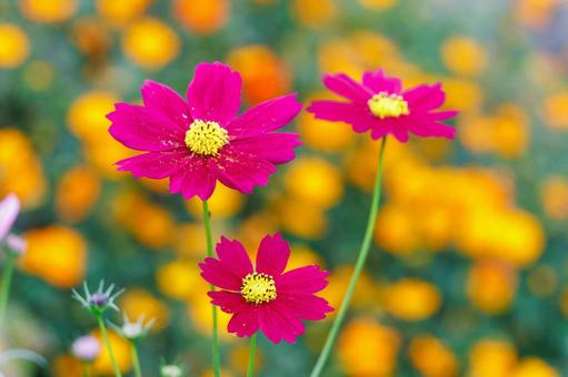 キバナコスモスと濃いピンクのコスモス キバナコスモスと濃いピンクのコスモス コスモス,秋桜,花の写真素材