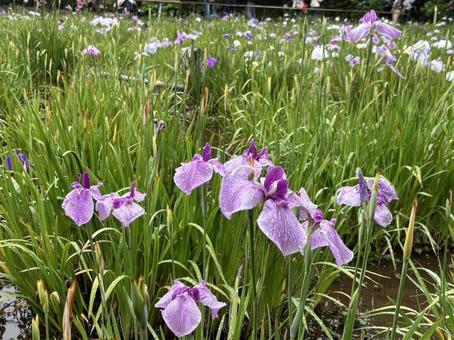 本土寺の菖蒲 本土寺の菖蒲の写真