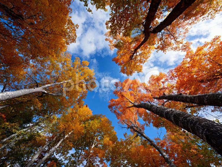 見上げた秋の森と青空 紅葉,秋,森の写真素材