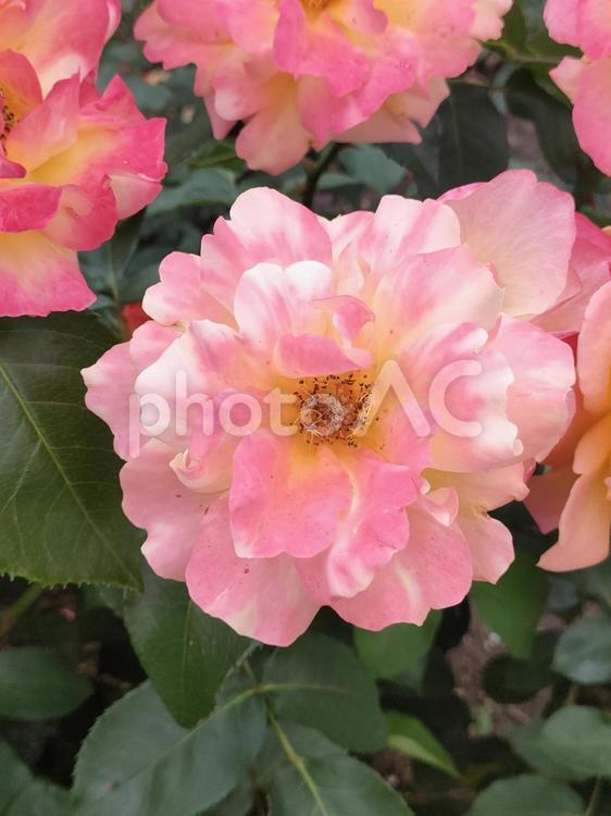 バラ バラ,ローズ,花の写真素材