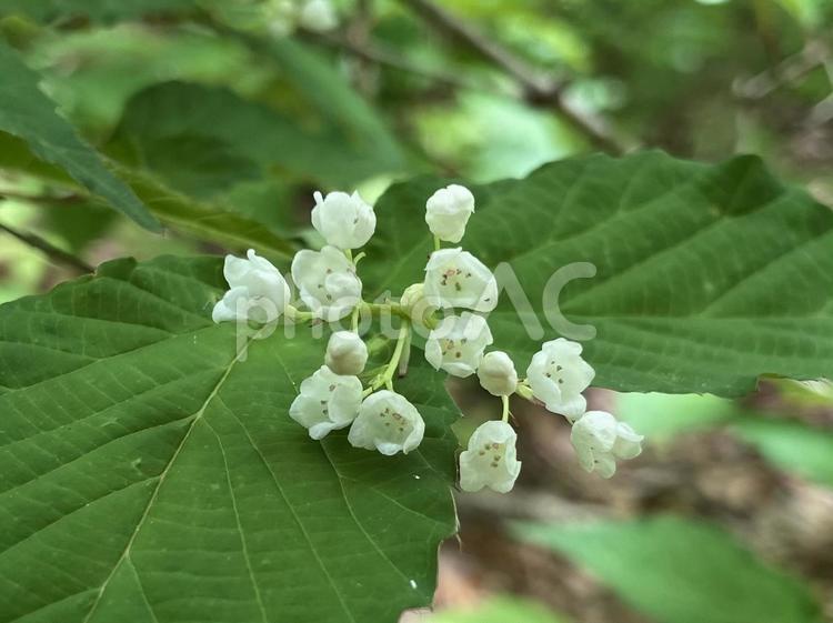 オトコヨウヅメの花のアップ オトコヨウヅメ,コネソ,花のアップの写真素材