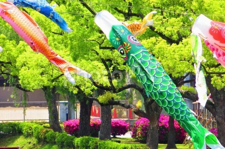 ５月上旬の丸亀城の鯉のぼり 背景,鯉のぼり,節句の写真素材