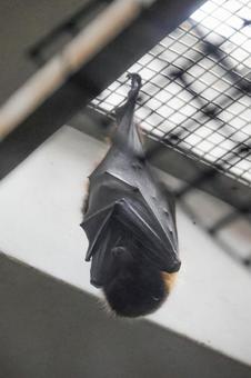 オガサワラオオコウモリ オガサワラオオコウモリの写真