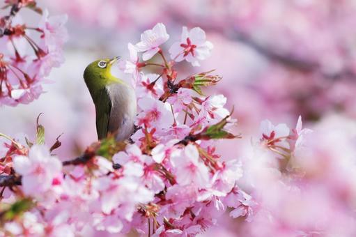 満開の桜と可愛いメジロ 満開の桜と可愛いメジロ メジロ,桜,春の写真素材