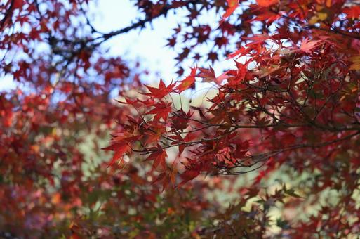 紅葉 紅葉の写真