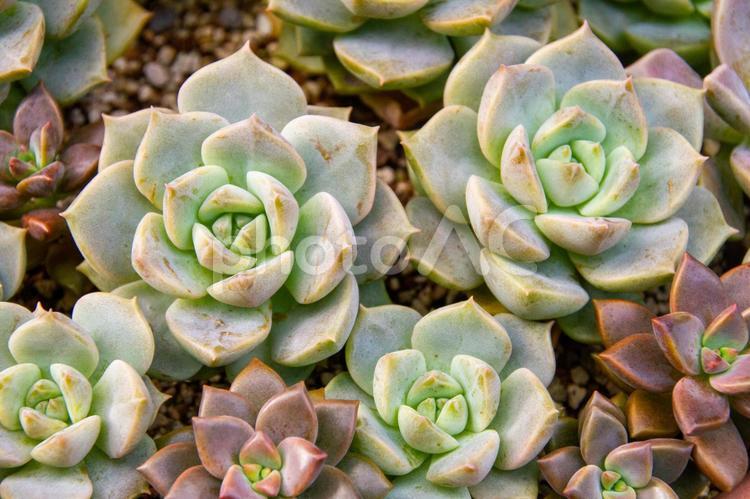 小さい多肉植物 多肉植物,小さい,植物の写真素材