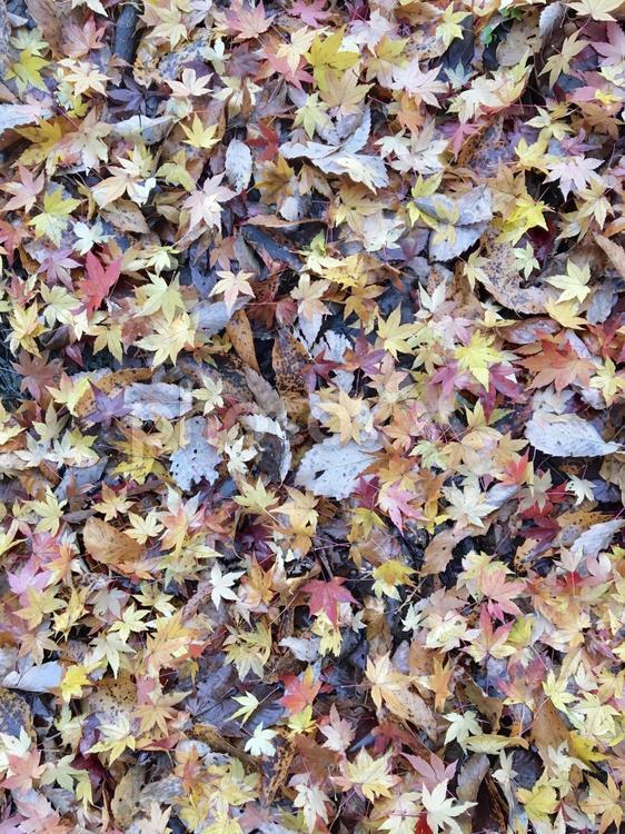 落ち葉の絨毯 落ち葉,秋,秋の自然の写真素材