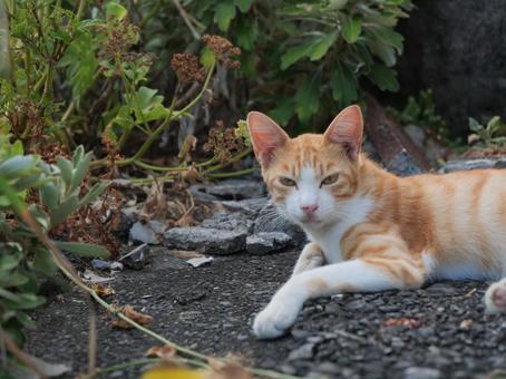 海辺でのんびり過ごす野良猫 海辺でのんびり過ごす野良猫の写真