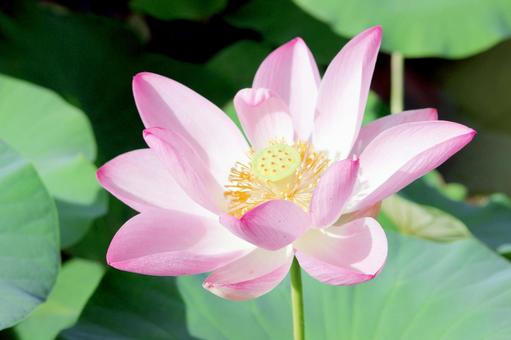 蓮の花 蓮の花の写真