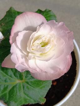 球根ベゴニア 球根ベゴニア 淡いピンク色,花,植物の写真素材