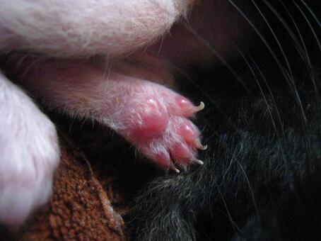 生まれたて肉球 生まれたて肉球の写真