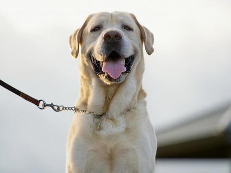 ラブラドールレトリバー ラブラドールレトリバー 犬,ラブラドール,ラブラドールレトリバーの写真素材