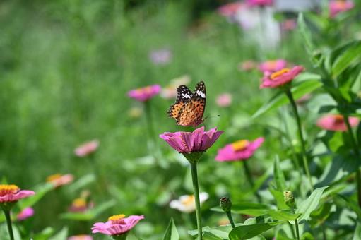 花畑とちょうちょ 花,花畑,チョウの写真素材