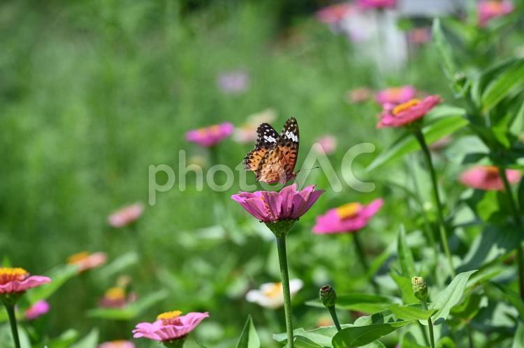 花畑とちょうちょ 花,花畑,チョウの写真素材