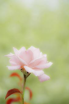 可憐な秋薔薇 可憐,秋,薔薇の写真素材