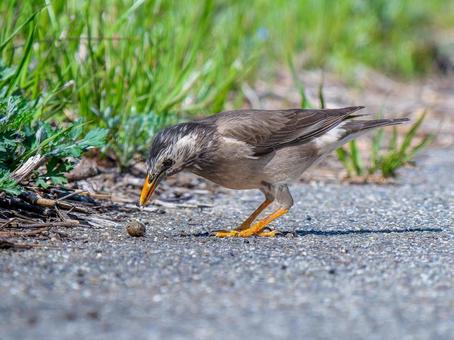 カタツムリを食べるムクドリ カタツムリを食べるムクドリの写真