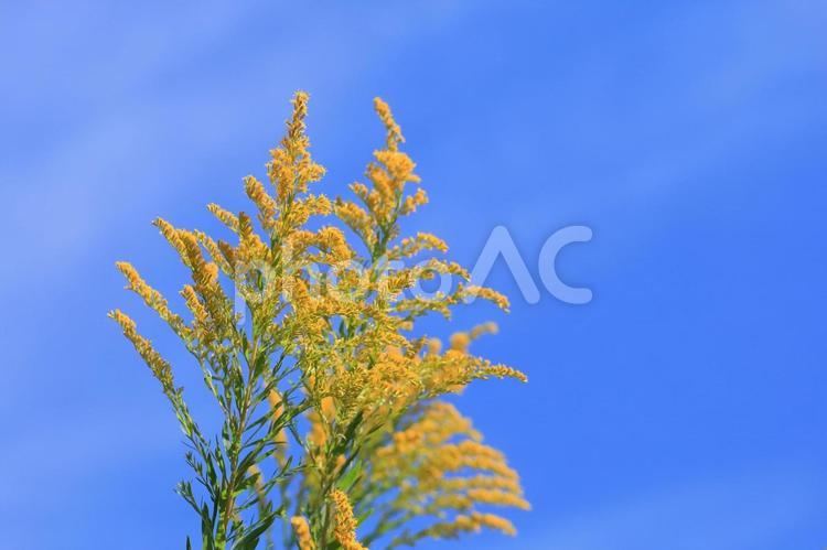 セイタカアワダチソウと空 セイタカアワダチソウ,青空,晴れの写真素材