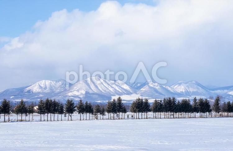 綺麗な並木と然別の山々 雪山,雪原,松並木の写真素材
