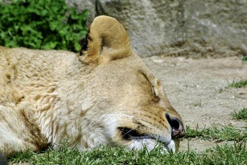 ライオン ライオン,らいおん,お昼寝の写真素材