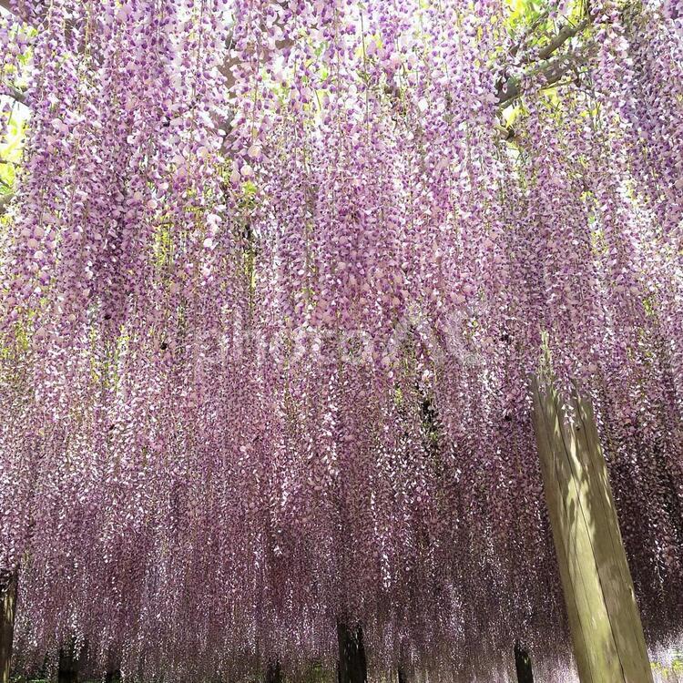藤棚を見上げる(正方形) 春,花,紫の写真素材