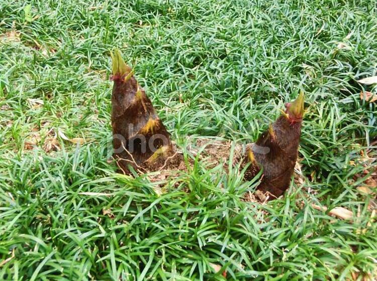 雷さんの頭のツノみたいなタケノコ♪ 筍,タケノコ,春の写真素材