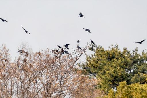 木立に集まるカラスの群れ 木立に集まるカラスの群れの写真
