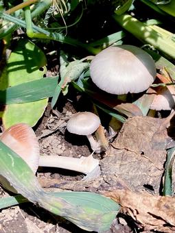 キノコ キノコ,茸,柄の写真素材