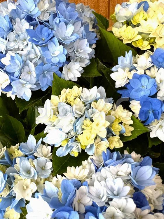 アジサイ 紫陽花,あじさい,室内の写真素材