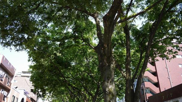 植物のある風景の写真